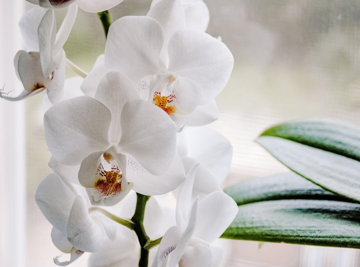 Orchidea (Pixabay)-stylology.it