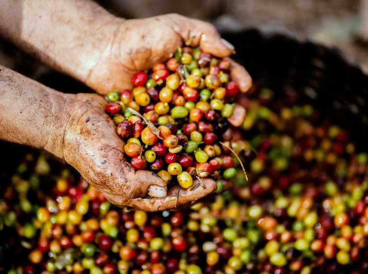 Caffè verde 