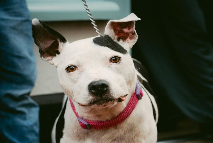 Carta d'identità per il tuo cane - Stylology.it