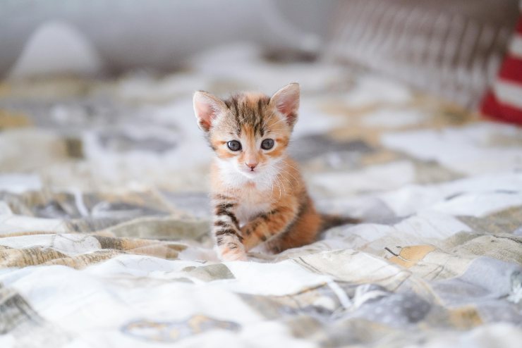 Gattino sul letto - Stylology.it