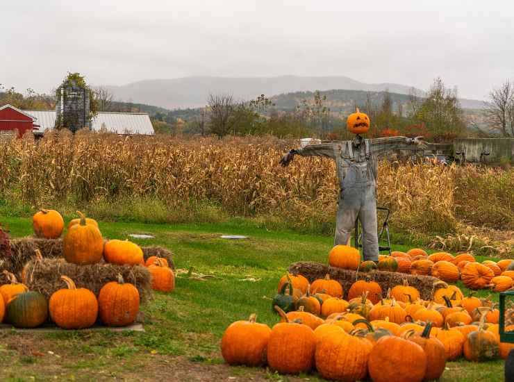 i sette campi di zucche più belli di tutta Italia