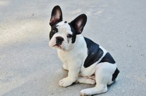 Cane Imgur - Photo by Pixabay