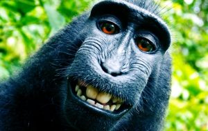Selfie Scimmia