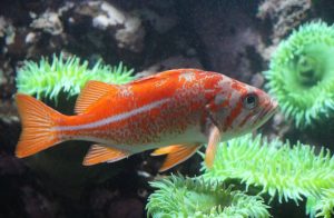 Pesce d'Aprile