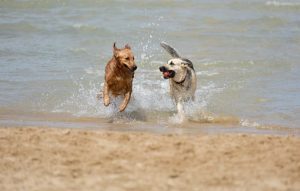 Cani in spiaggia