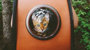 Suki Cat Instagram