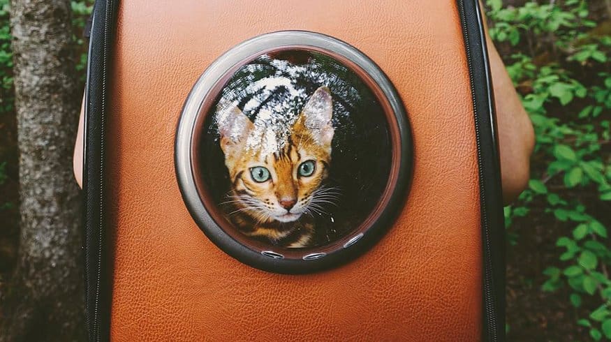 Suki Cat Instagram