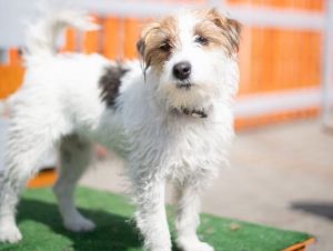 come prenotare online l'asilo per cani