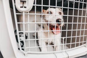 sicurezza dei cani in auto Harmonia + Ford