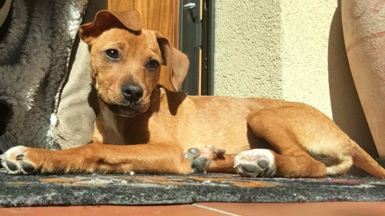 Cani abbandonati, arriva il giro di vite - Stylology.it