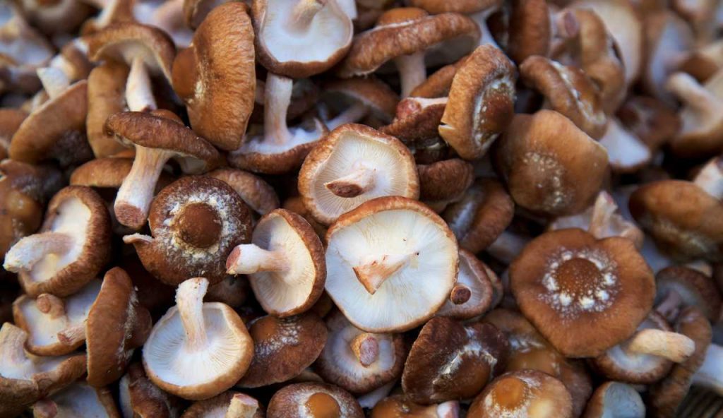 Funghi - fonte_Canva - Stylology.it
