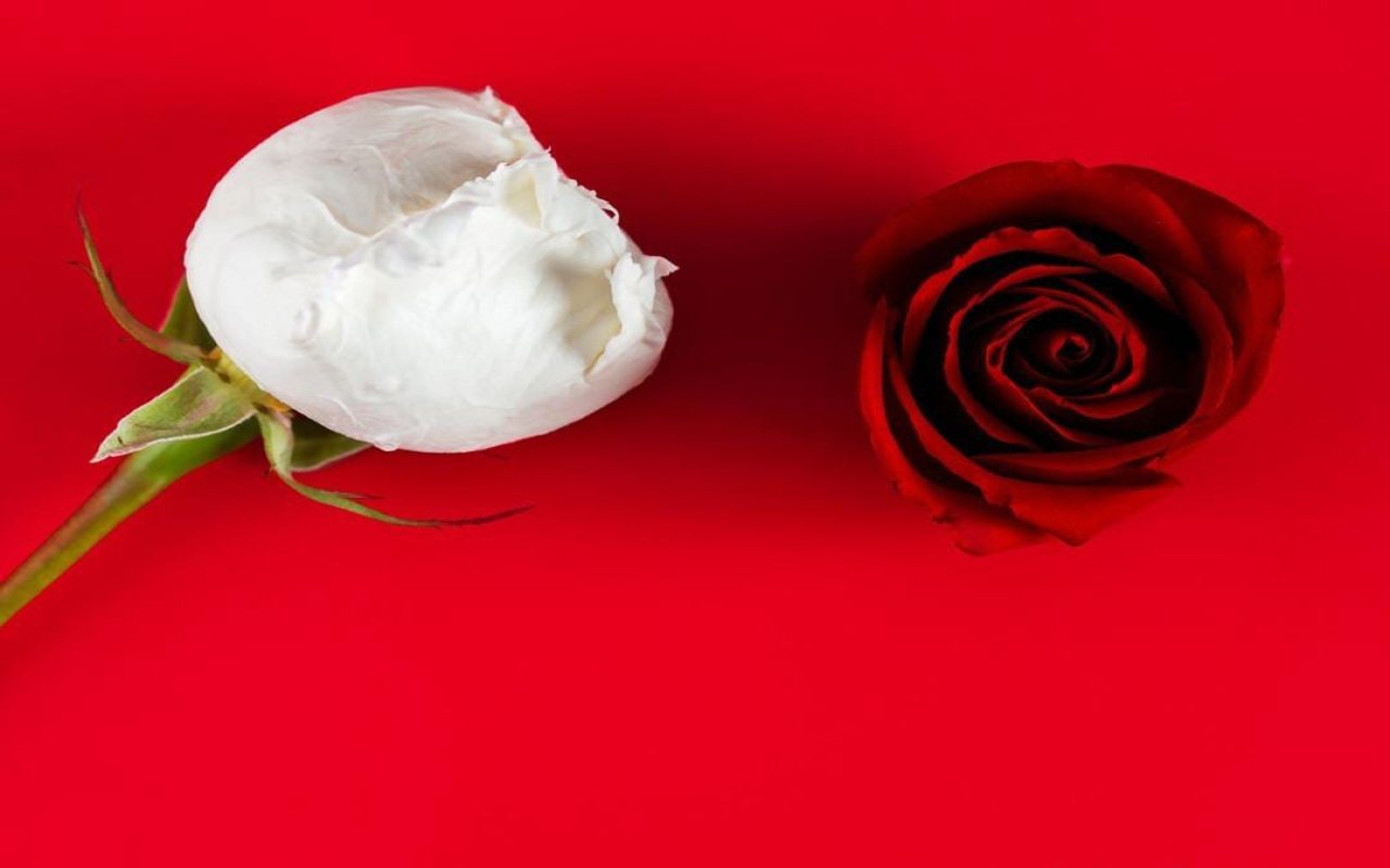 Miglior mozzarella - Stylology.it