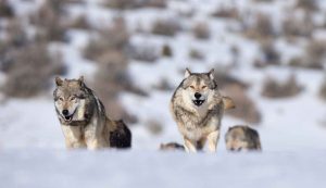 Ritrovato animale di 10milioni di anni fa - stylology.it (Fonte foto Canva)