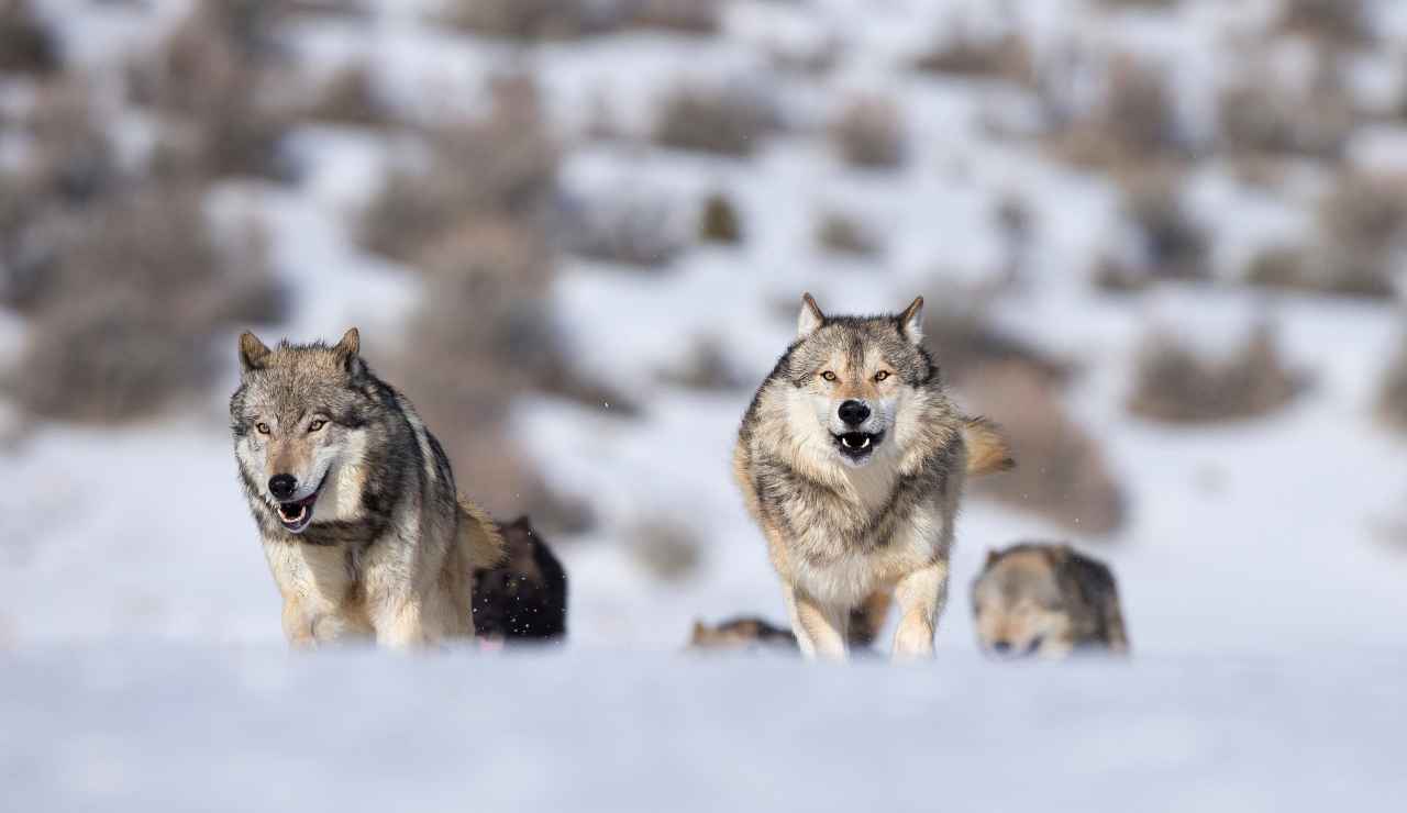 Ritrovato animale di 10milioni di anni fa - stylology.it (Fonte foto Canva)
