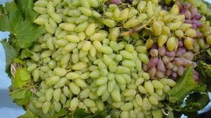Uva pizzutello - fonte_pinterest - Stylology.it