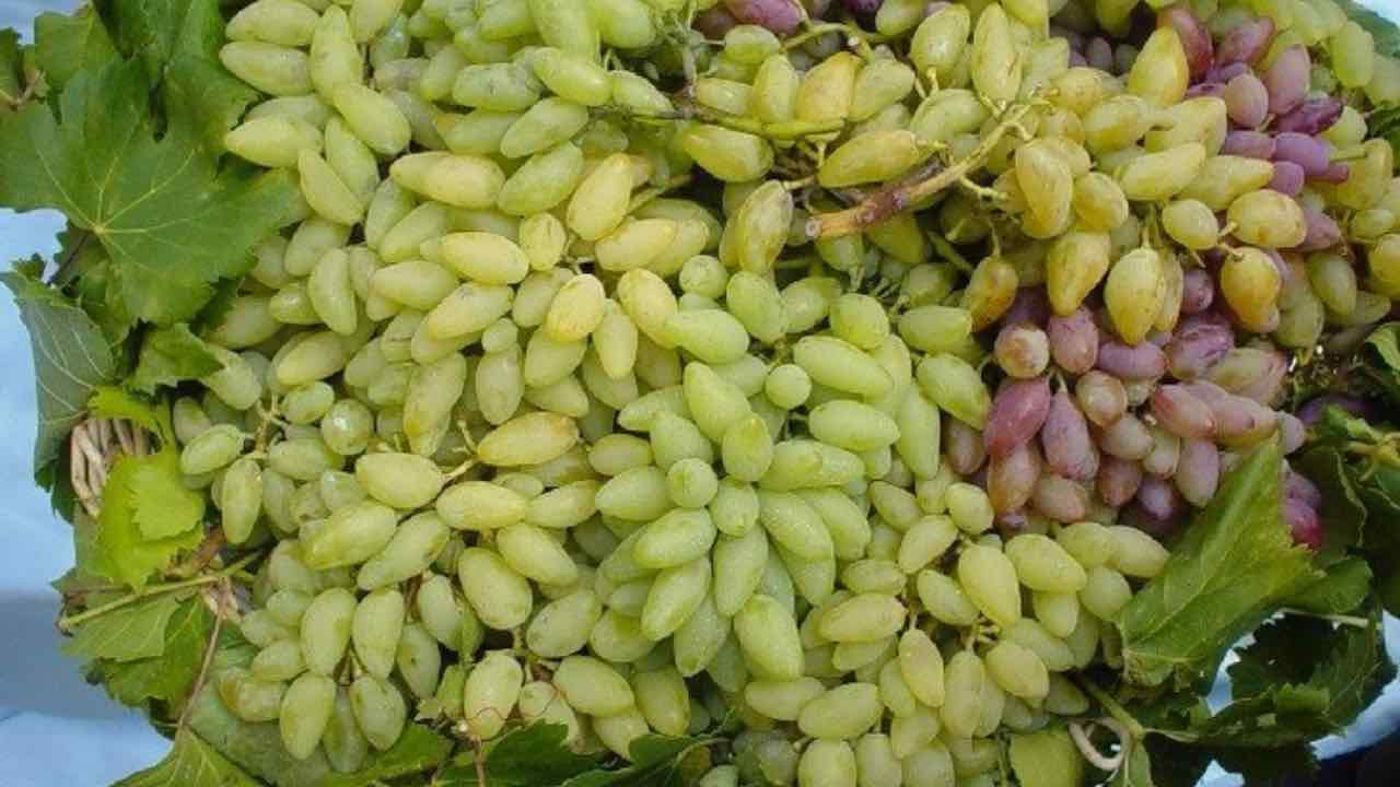 Questa è l’uva migliore di tutte: la pizzutello la vera star dei vigneti